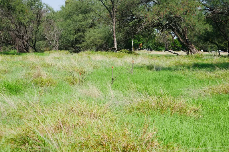Árboles recién plantados